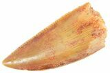 Serrated Raptor Premaxillary Tooth - Real Dinosaur Tooth #364714-1